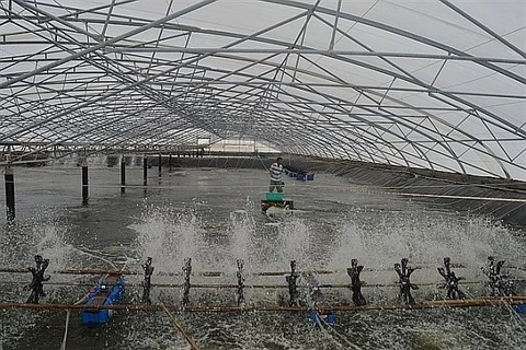 Ba Ria – Vung Tau develops hi-tech aquaculture