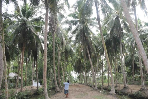 Tra Vinh develops linkages between organic coconut farmers, companies