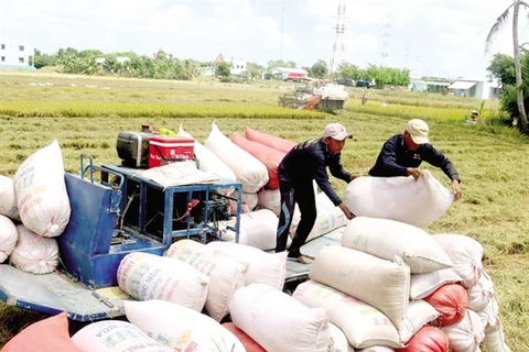 EVFTA boosts Vietnam's rice exports to EU