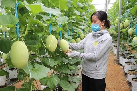 Vietnam targets high-efficiency agriculture