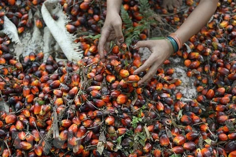Indonesia to lift palm oil export ban from May 23