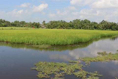 Bac Lieu expands growing rice to organic standards