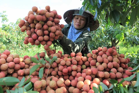 Hai Duong promotes sales of Thanh Ha lychee, typical products