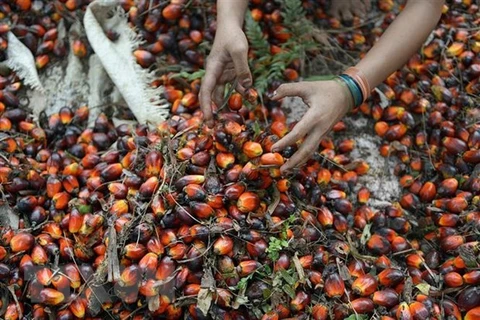 Indonesia works to resume palm oil exports