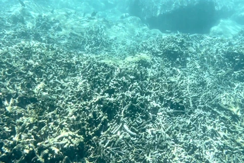 Nha Trang scrambles to save coral reefs from bleaching