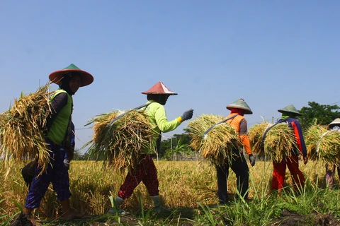 Indonesia to export 200,000 tonnes of rice next month 