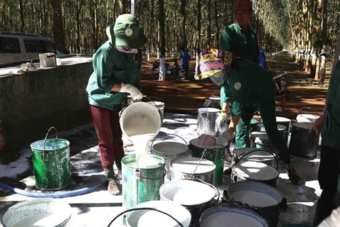 Now is the time for sustainable Vietnamese certified natural rubber: experts
