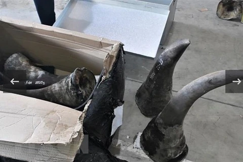 Man arrested in Da Nang for smuggling endangered species