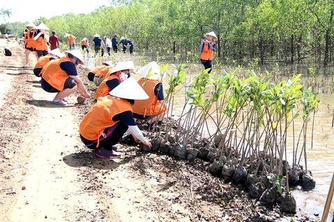 Tra Vinh province plants forests to protect coasts, improve environment