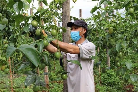 Vietnam pilots exporting passion fruits to China