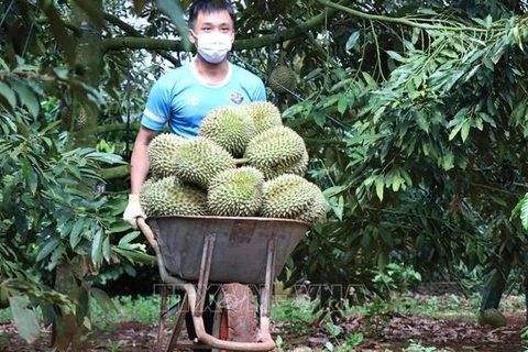 Dak Lak district to host first durian festival 