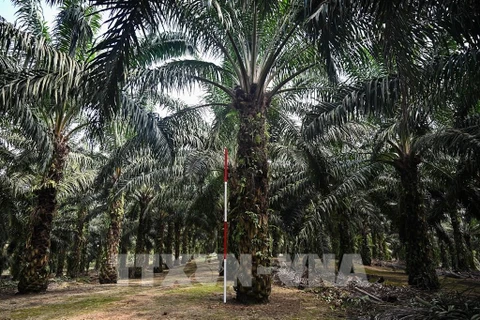 Malaysia: Palm oil boasts potential despite lower prices