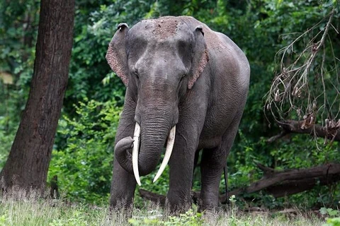 Cambodia calls for protecting endangered Asian elephants