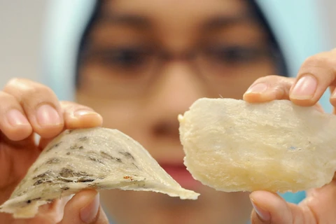 Malaysia expands scale of bird’s nest industry