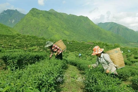 Vietnam ranks 7th worldwide in tea production