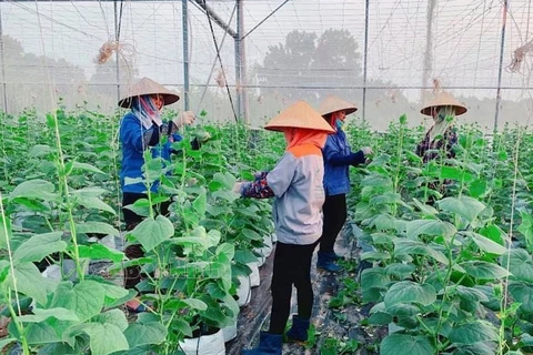 Farmer Support Fund works as lever for economic development in Bac Ninh 