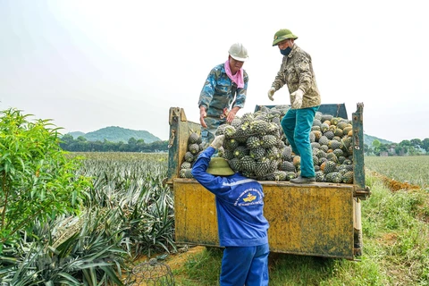 Agricultural sector seeking ways to boost exports