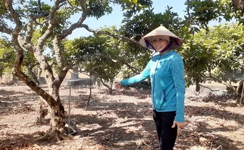 Vietnam should boost mechanisation of fruit cultivation: experts