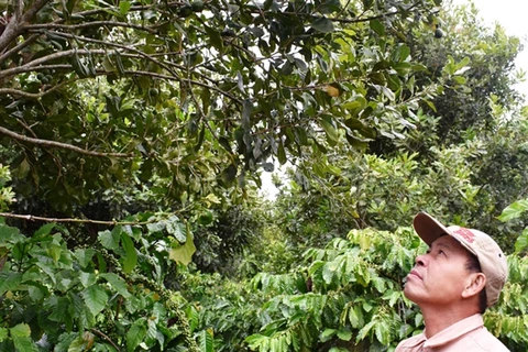 Lam Dong aims to grow 26,000 hectares of macadamia