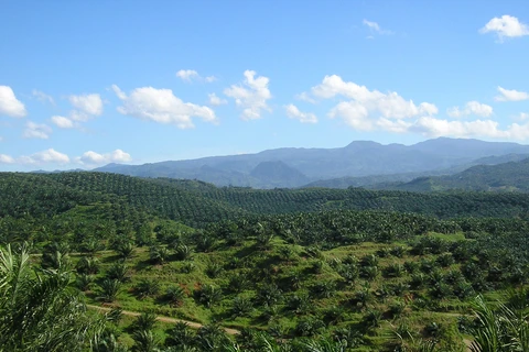 Indonesia extends palm oil export tax exemption until end of October 