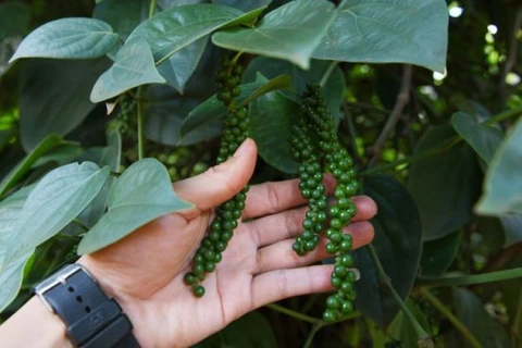 Cambodia’s peppercorn exports drop due to falling demand
