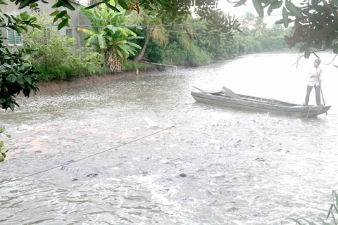 Tien Giang province develops fresh water aquaculture