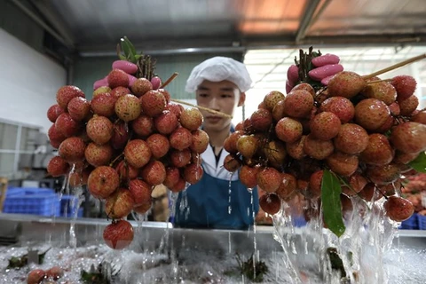 Bac Giang province collects nearly 6.8 trillion VND from lychee sales, support services