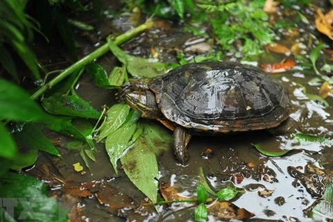 Vietnam Tortoise and Freshwater Turtle Identification Book re-released