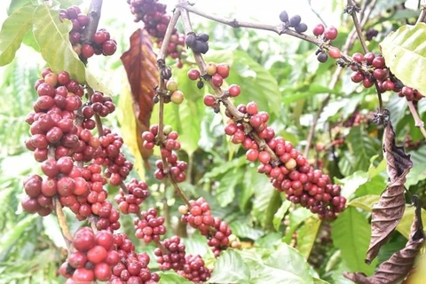 UKVFTA gives boost to Vietnam’s coffee exports to UK