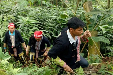 Lao Cai women add economic values to traditional products