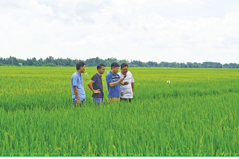 Vietnam-Japan joint venture to expand rice cultivation for exports to Europe