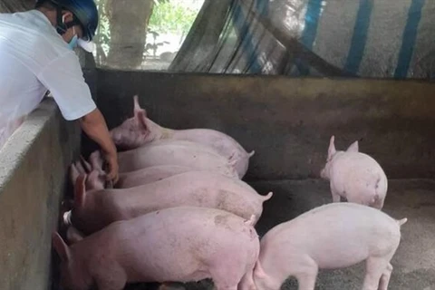 Vietnam needs to promote livestock value chain development