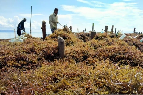 Indonesia plans to develop four seaweed industrialisation zones