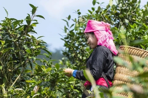 Efforts to promote value of Bac Ha Shan Tuyet tea
