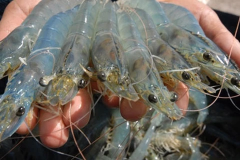 Australia increases shrimp import from Vietnam