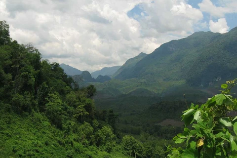 Laos aims to increase forest coverage to 70% by 2035