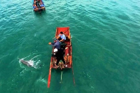 Quang Ninh: Stranded dolphin rescued in Co To