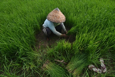 Indonesia to import 500,000 tonnes of rice to improve reserves