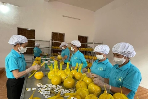 Hoa Binh exports first batch of Dien pomelo to UK