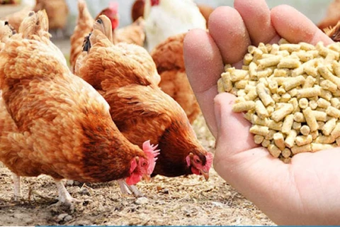  Vietnam rakes in 361 million USD from exporting poultry products 