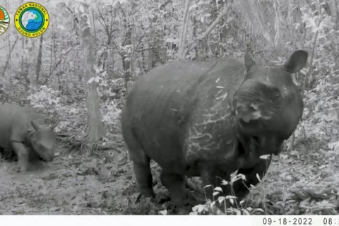 Indonesia welcomes two baby Javan rhinos 