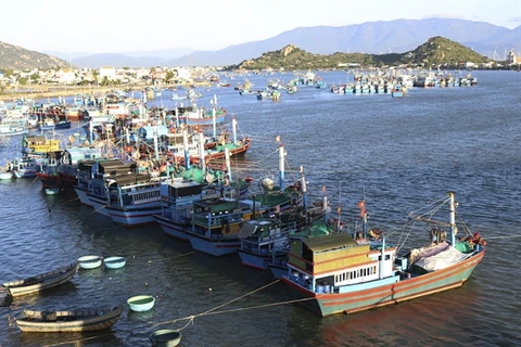 Ninh Thuan fish catch rises