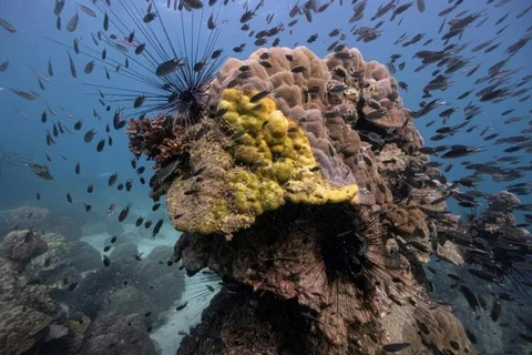 Thailand’s coral reefs devastated by yellow-band disease