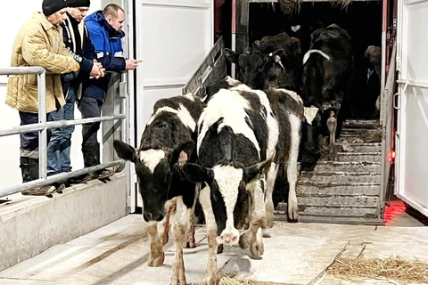 TH-RUS welcomes nearly 2,400 milch cows to new farm in Kaluga