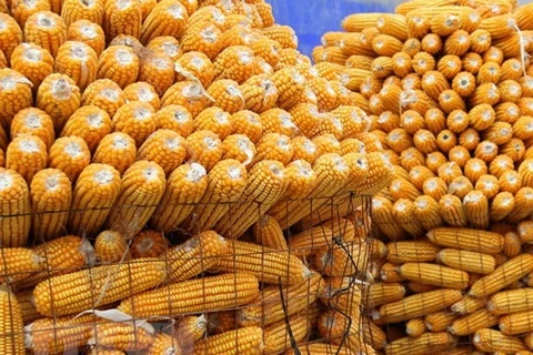 Indonesia to export corn to Vietnam, Philippines, Malaysia