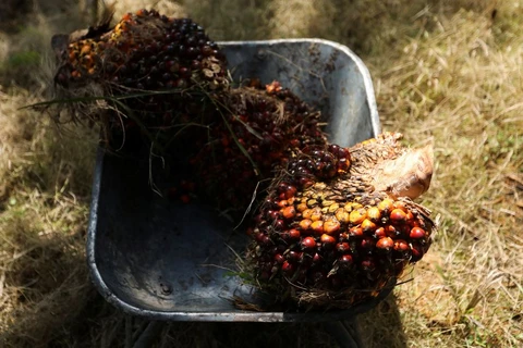 Indonesia, Malaysia threaten to stop exporting palm oil to Europe
