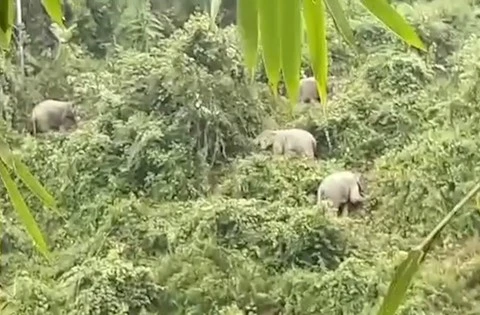 Quang Nam strives to conserve elephant species, habitat