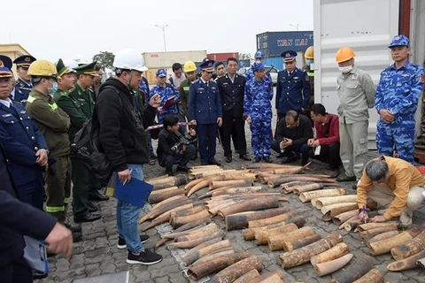 Half a tonne of smuggled ivory seized in Hai Phong city