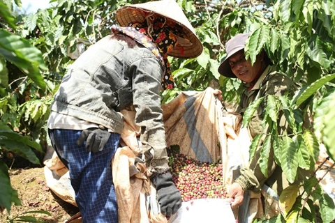 Lam Dong province recognises hi-tech coffee growing area