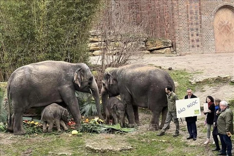 Baby elephant Bao Ngoc - an icon of Vietnam-Germany friendship